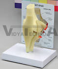 Knee Joint Bone Human Anatomical Model